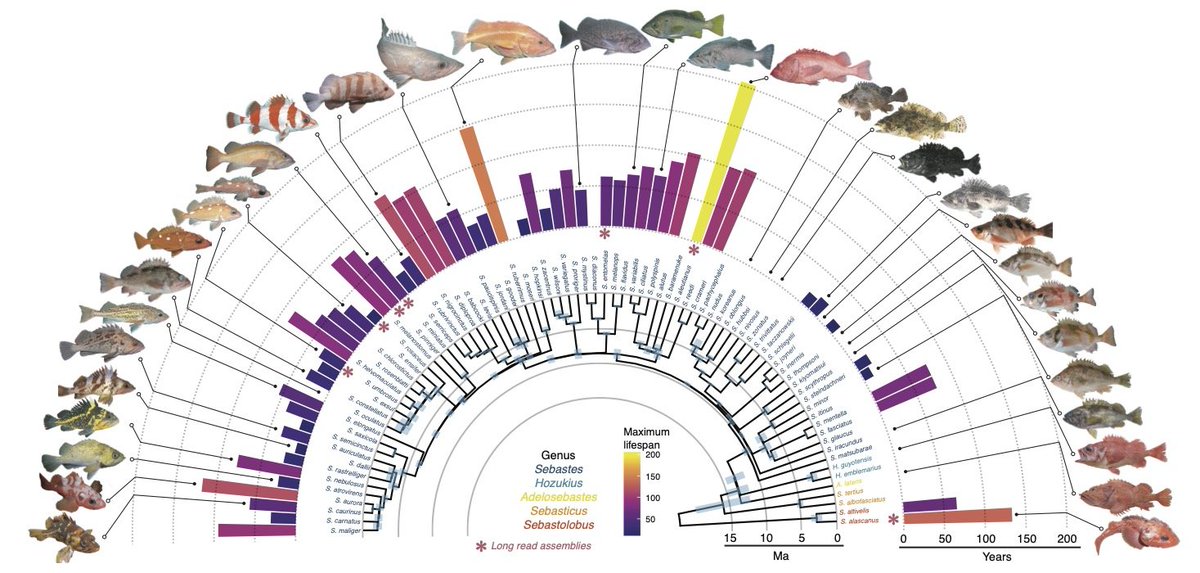 Gregory Owens, PhD (@greg_owens) on Twitter photo We're recruiting a postdoc to work on rockfish population genomics at UC Berkeley with <a href="/psudmant/">Peter Sudmant</a> and <a href="/Wes_Larson1/">Wes Larson</a>! 1/ We're recruiting a postdoc to work on rockfish population genomics at UC Berkeley with <a href="/psudmant/">Peter Sudmant</a> and <a href="/Wes_Larson1/">Wes Larson</a>! 1/
