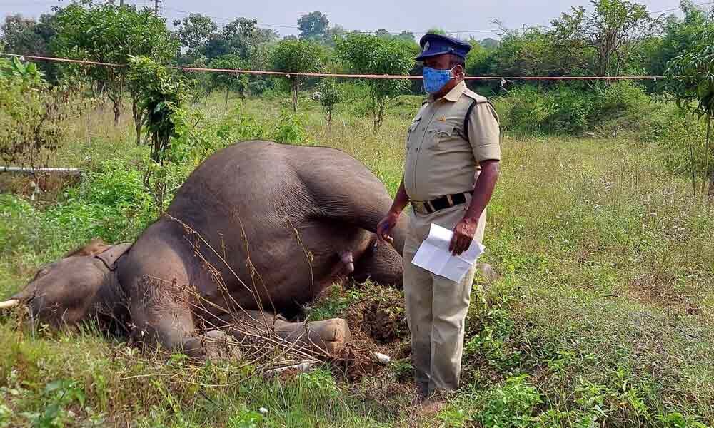 ElephantsRule's tweet image. Breaking News:
 Another elephant electrocuted in India , ( State of AndhraPradesh )
When will electrocutions stop?
Is police going to investigate? No one has been 'booked'
@governorap @JulieBe77816533 

deathrow #electrcutions #elephants #india #southasia

thehansindia.com/andhra-pradesh…