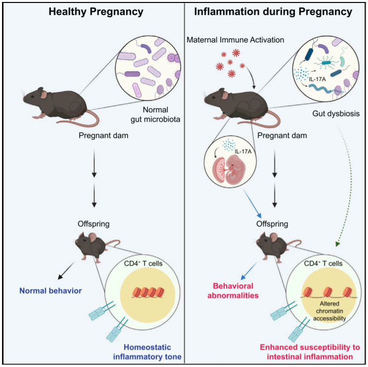 CellPressNews's tweet photo. "Maternal gut bacteria drive intestinal inflammation in offspring with neurodevelopmental disorders by altering the chromatin landscape of CD4+ T cells" - Read more from this @ImmunityCP article here: https://t.co/eMQGasps3b

@Agneskim87 @ChoiLaboratory @harvardmed Jun R. Huh https://t.co/T3FbxTRzTQ
