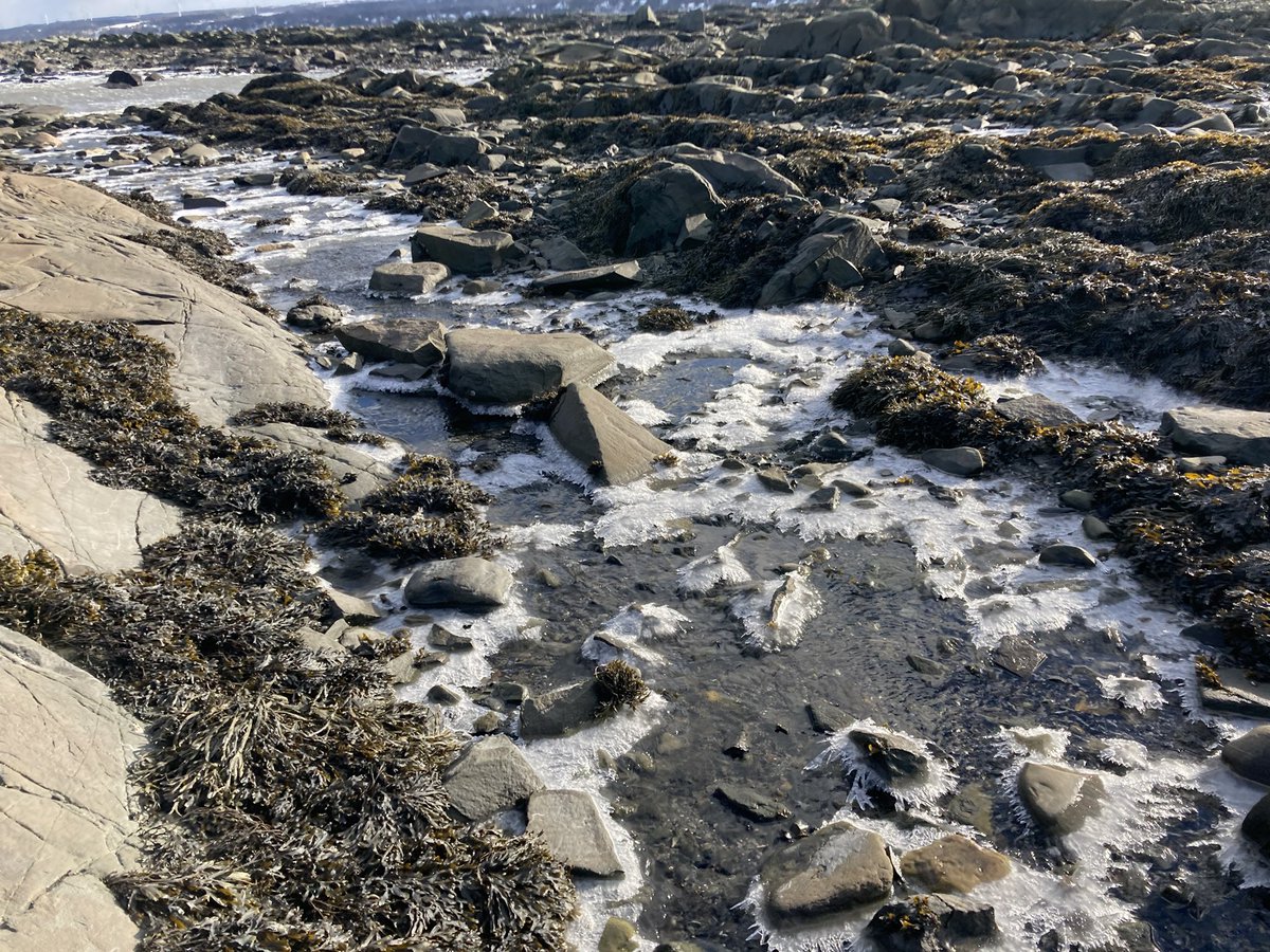 khashiff's tweet photo. Brrrrrrr. Ice baubles on Fucoids Christmas trees, popsicled urchins, frozen tidepools. I suspect frozen mud is protecting mussels out here while those on rocks are smashed to bits #tidepooling https://t.co/SLvgmVyDpF