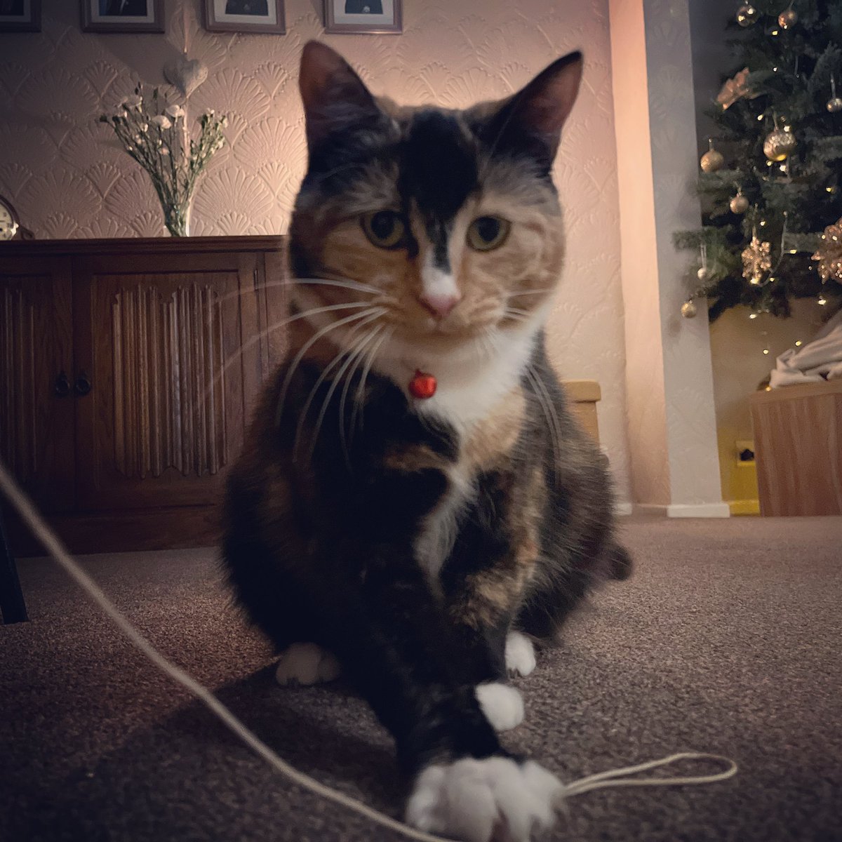 sweep_the_cat's tweet photo. ✨December 7th✨🦇🐈‍⬛🐈
-
#christmas #december #catchristmas #catofinstagram #catsofinstagram #blackcatofinstagram #cat #cats #blackcat #blackcatsarethebest #kitty #cute #cutecat #cutekitty #adopt #adoptdontshop #batcat #sweepthecat #sweepthebatcat #minniethecat #sweepandminnie https://t.co/1n9zuvcLxM
