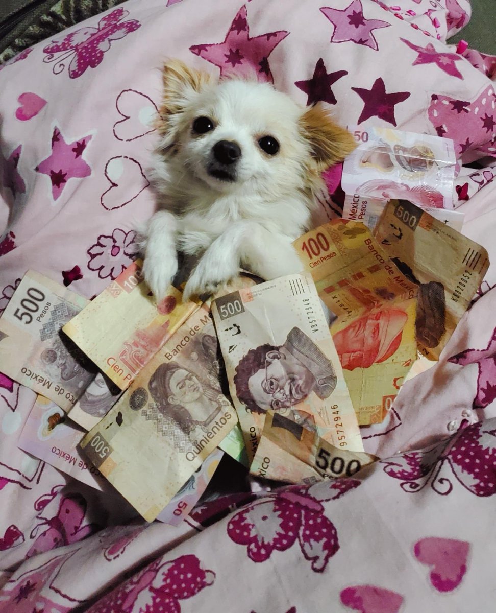 Les comparto el perrito de la abundancia para que no les falte el dinero este año venidero.