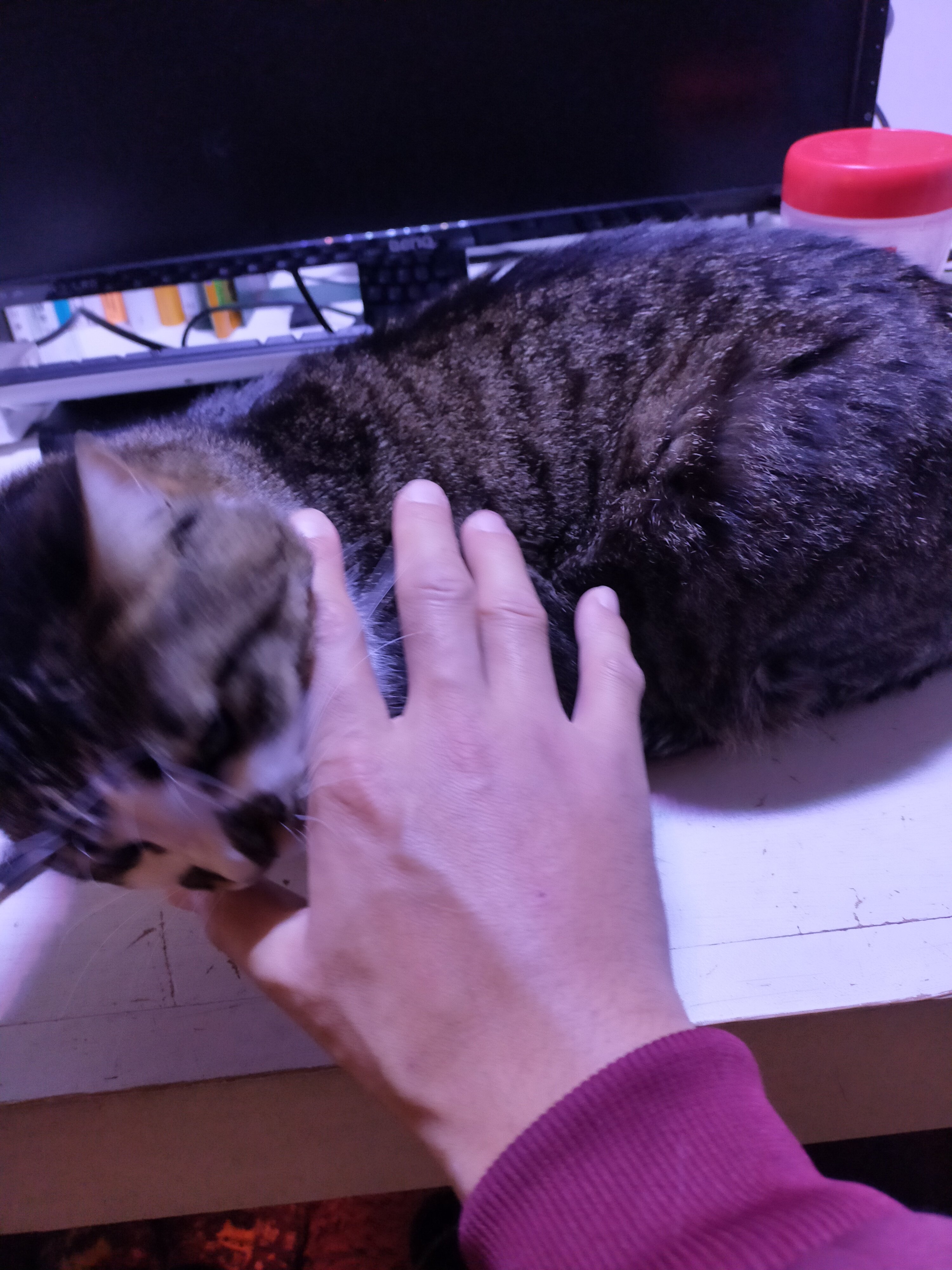 猫ひっかき病 Twitter Search Twitter
