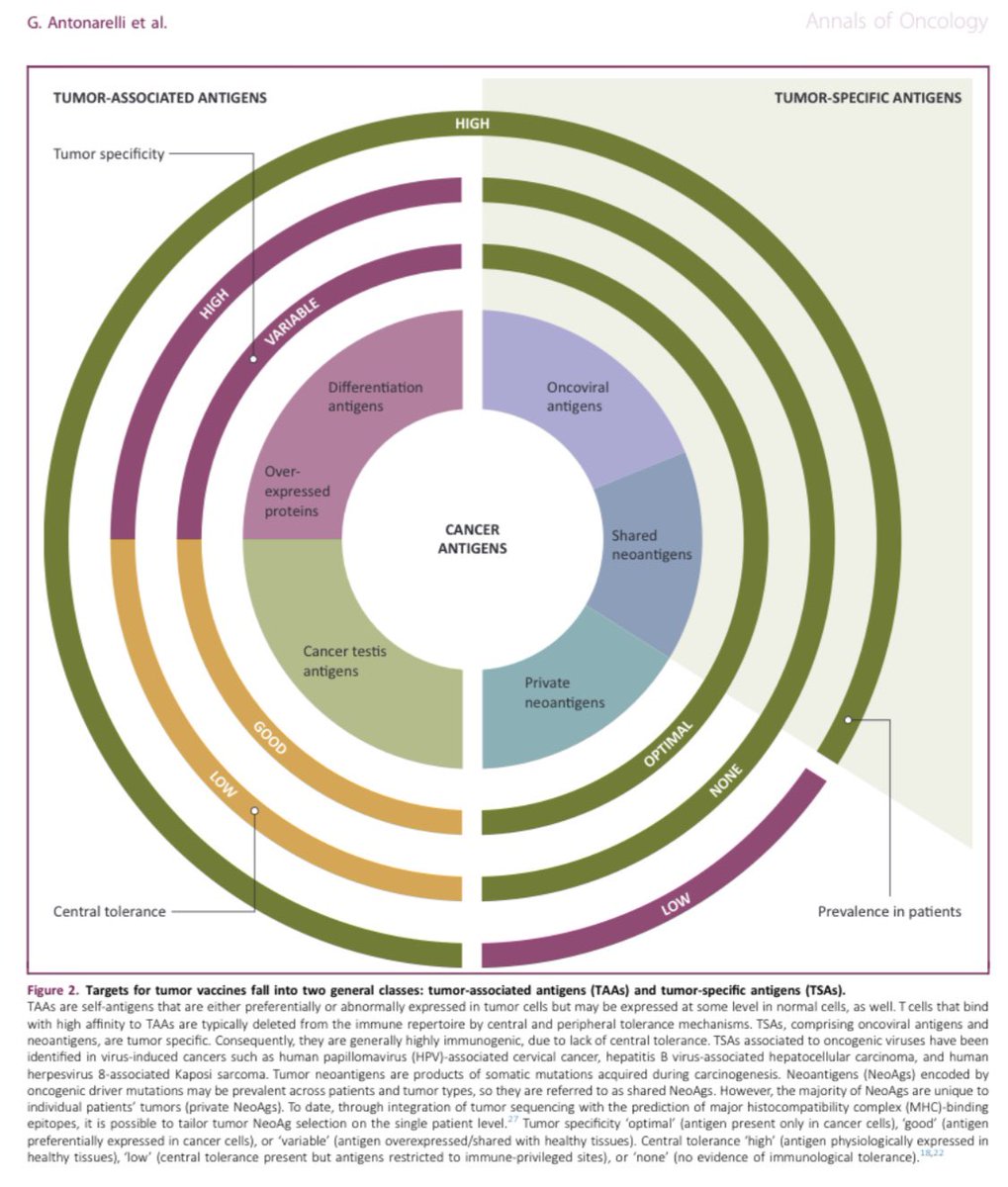 Chiara Corti tweet media