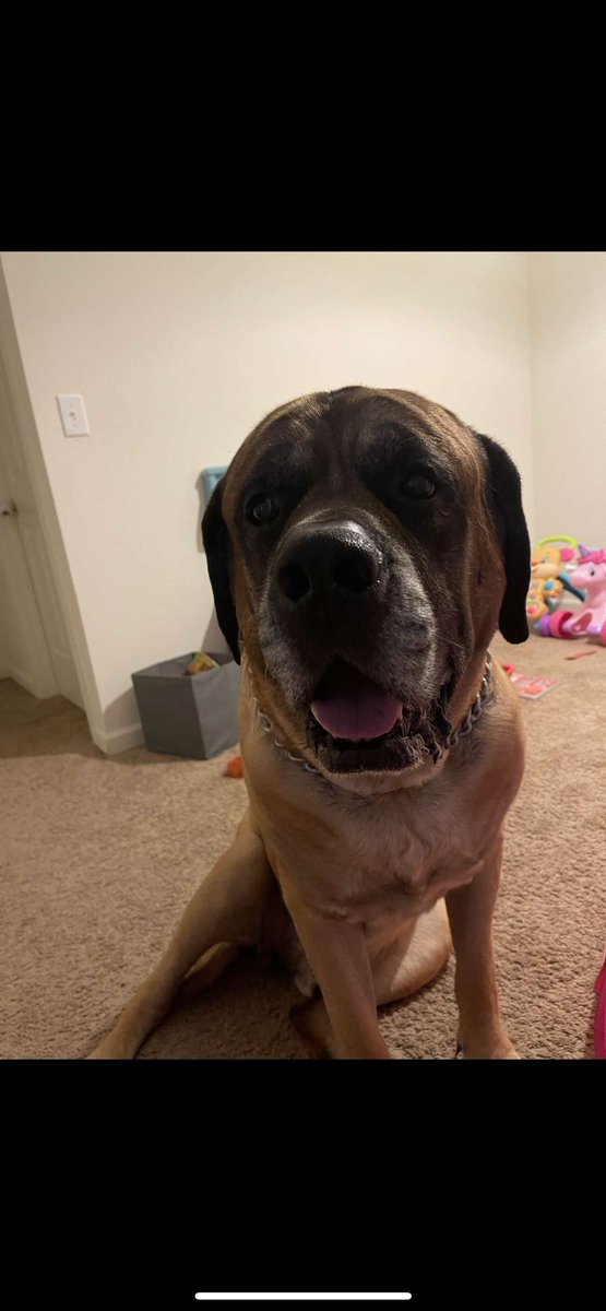 frickintight's tweet photo. I know dad was waiting for you at the gates today with a can full of ravioli. Don't forget me, and I'll see you again one day... I love you my booger bear. No longer my gimpy baby, my gimpy angel. 💞 Rest in Peace to the Hamburgler. My soul is broken. https://t.co/pPke4oPAS0