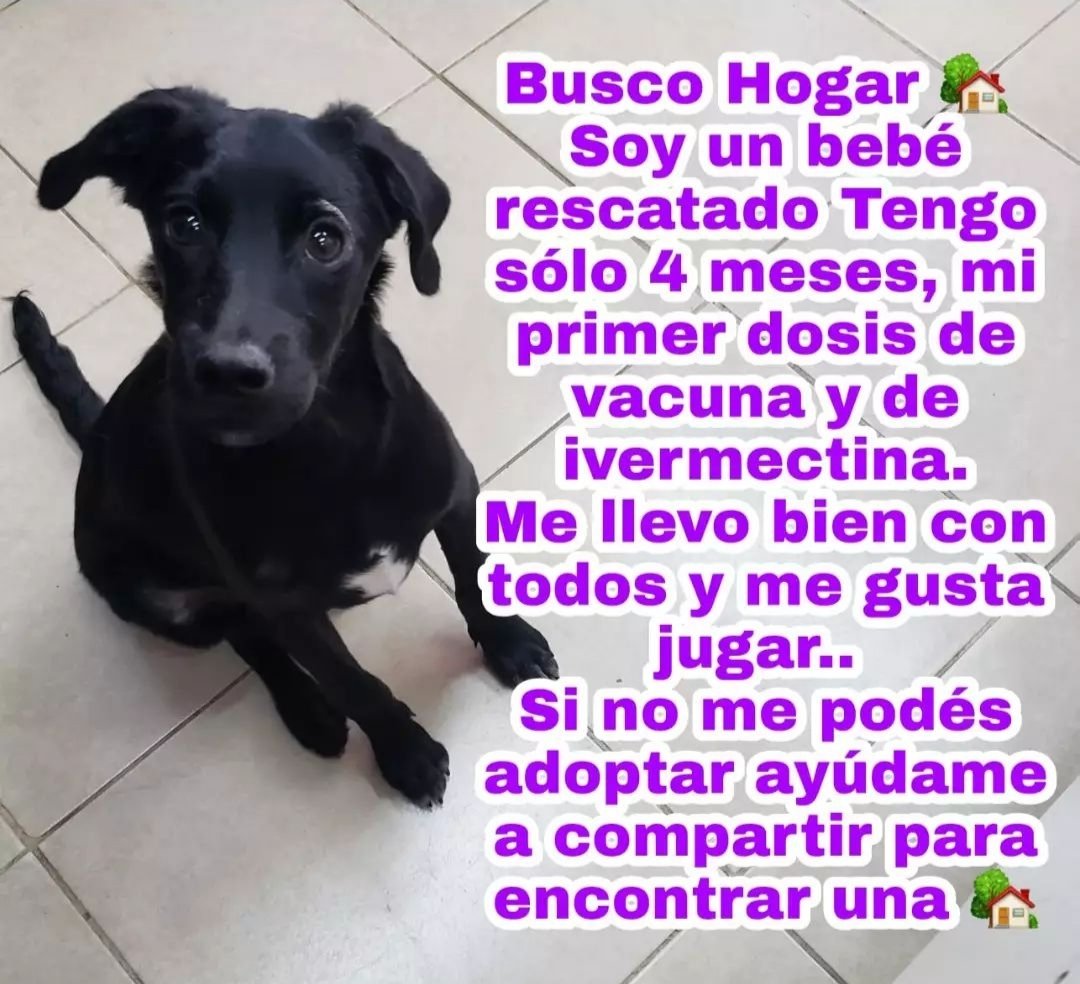 clariamprimo's tweet photo. Éste bebé busca un hogar, por favor ayúdenme a difundir ❤️

📍Rosario https://t.co/qnCI1keiSH