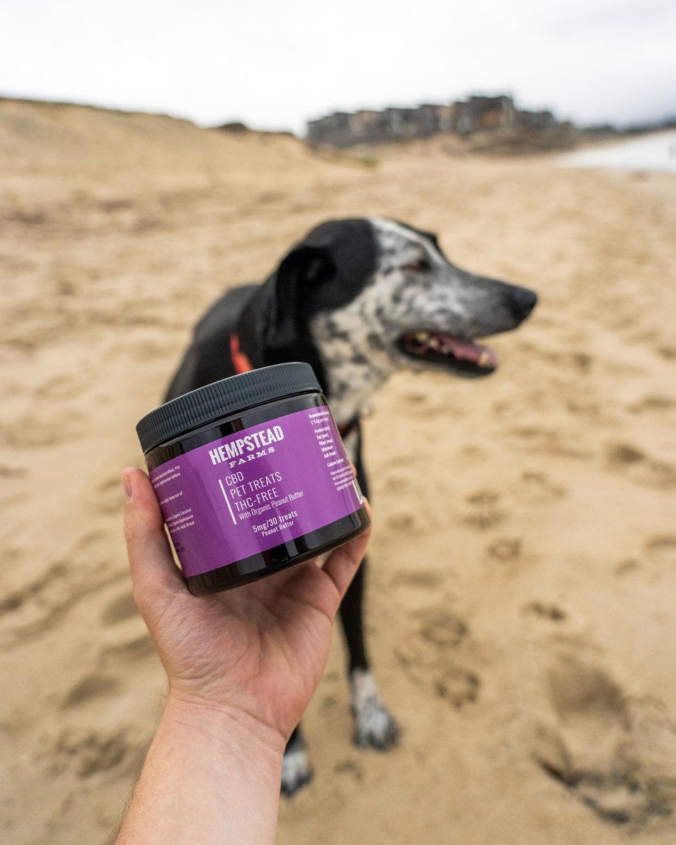 hempsteadfarms's tweet photo. A 2018 Cornell University study suggests that given the right dosage, cannabidiol does wonders for pain relief and mobility in pets suffering from arthritis. Click the link in our bio to read our latest blog on CBD test for pets. https://t.co/vI5clXj1Ti