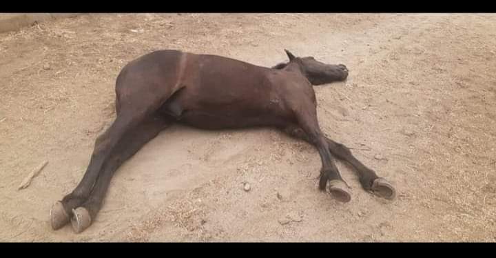 vanevaldiviesor's tweet photo. Me gustaría saber donde están las autoridades que no son capaces de ver estas cosas ,la famosa #peregrinacion a #lovasquez cientos de personas muchos borrachos caminan por las calles de #Curacavi  muchos con animales y así fue como este animalito perdió su vida ya basta !! https://t.co/vdL7Isj6yW