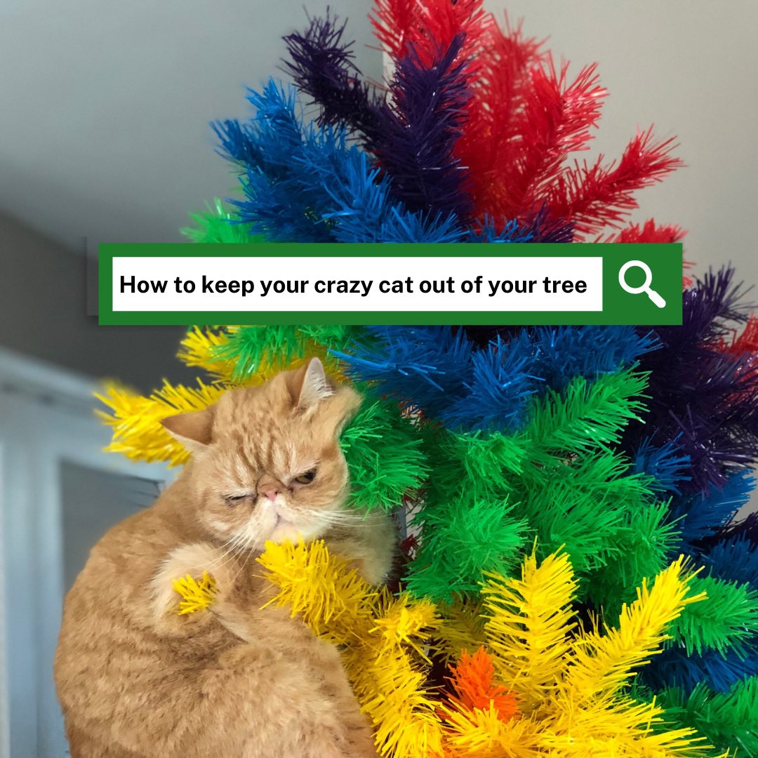 Asking for a friend… <a href="/catsofinstagram/">Cats of Instagram</a> #twitterweek #catsofinstagram