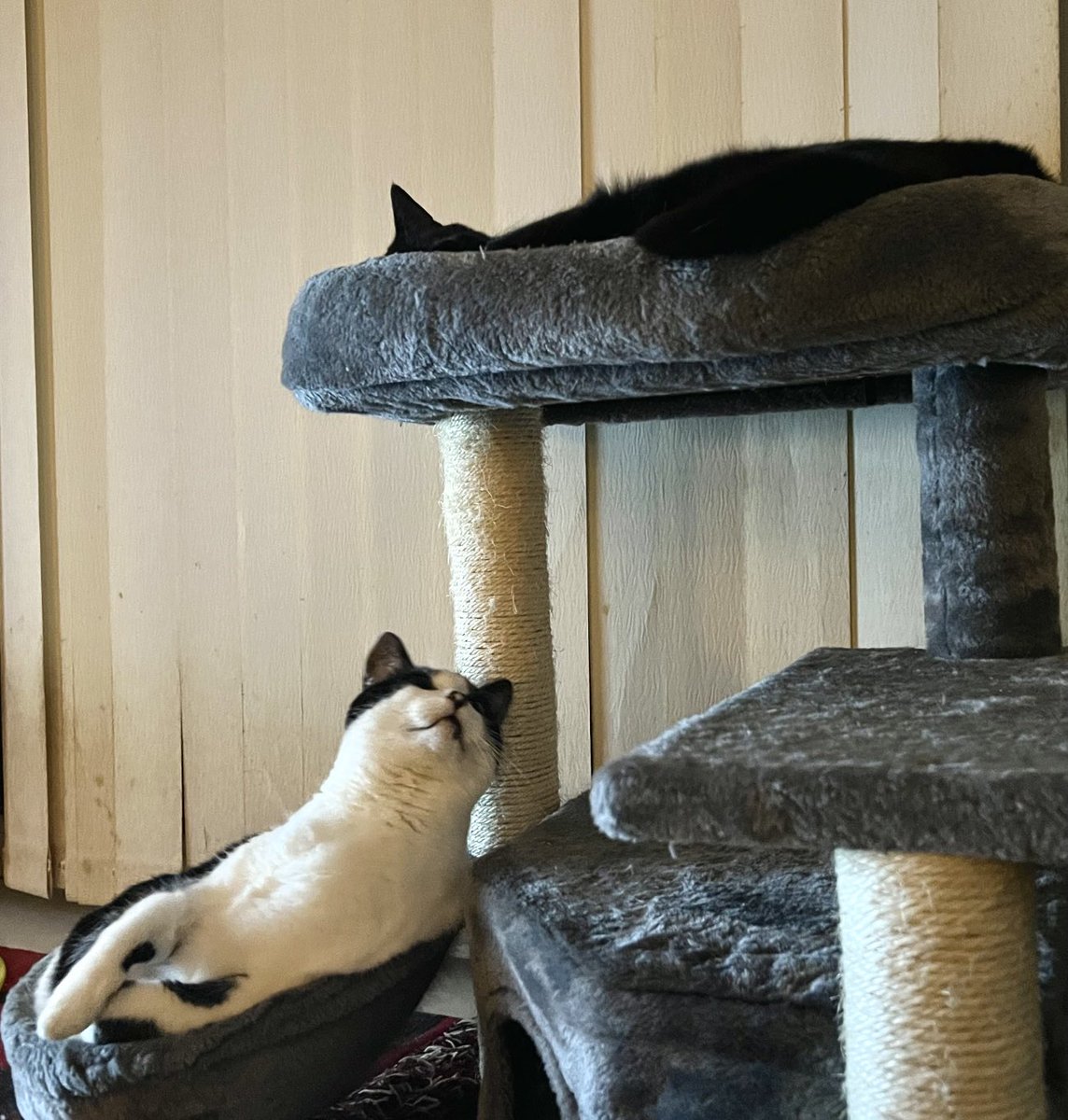 Ripley_DM's tweet photo. Downstairs checking...upstairs ignoring ...scratching post politics!

Check Ozzy's weekly purrs and meows on his blog: https://t.co/expOoOCNuM

Read all about Ozzy's and Tolkien's adventures at home on their comic, Life with Ozzy and Tolkien at: https://t.co/VYsSHbGTTA https://t.co/BYltdEYWwc