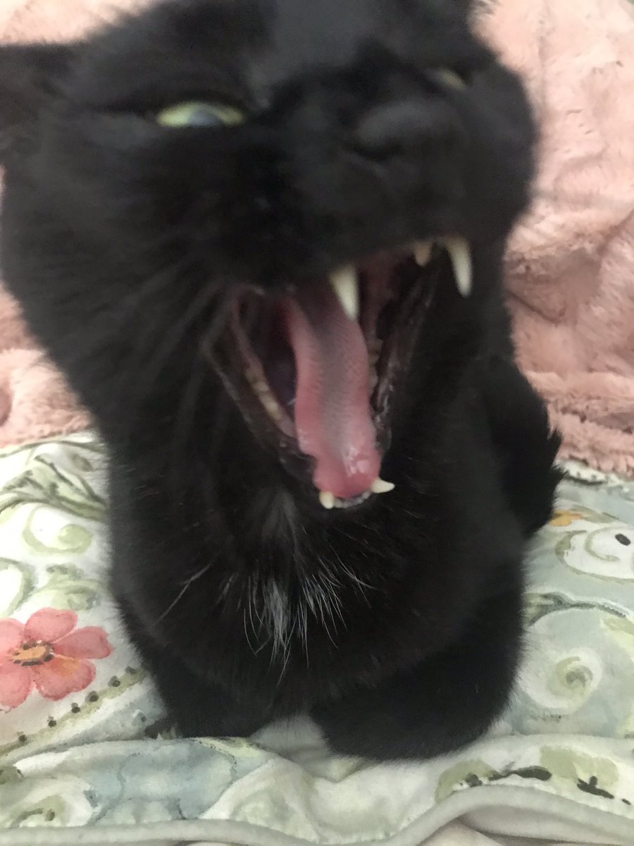 ButtonsCodes's tweet photo. I am a lion, hear me roar #BlackCat #Cat #CatsOfTwitter https://t.co/z3vEqA7GVW