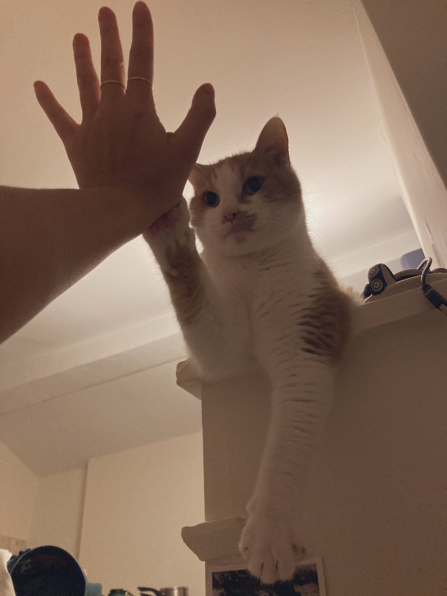 우리 고양이 하이파이브 할 줄 안다.