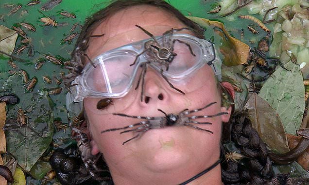 james_painful's tweet photo. @lanasdaydream @Alcarys1 @imacelebrity Hard trials have been going on for years lol, but yeah respect to @FrankieBridge because that looked horrendous! https://t.co/pGrwOI9URD