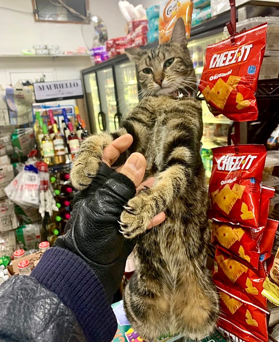 Bodegacats_'s tweet photo. https://t.co/3D9P6ru41o
