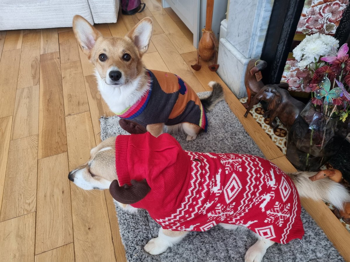 NChallacombePT's tweet photo. @chelseaperetti Didn't know it would be my last picture of my baby girl, she was getting in the festive spirit 🎄 https://t.co/do4IjfCJ1P
