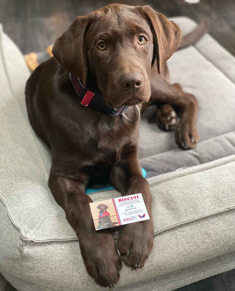 CapsPup's tweet photo. business offish !! https://t.co/25CUPMNcFw
