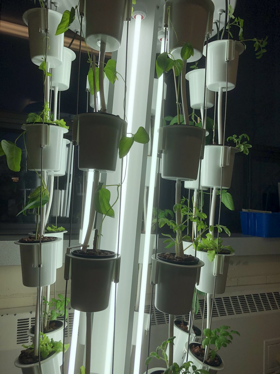 MsEccles's tweet photo. She’s so beautiful! 😍 Our seedlings have really taken off! It’s been so exciting to see them grow! @dsbn @Nutritower @PisekKelly @BradMayhew5 @powthorold @PoWThoroldPS @DSBNMakers https://t.co/T0HxF5BVIX