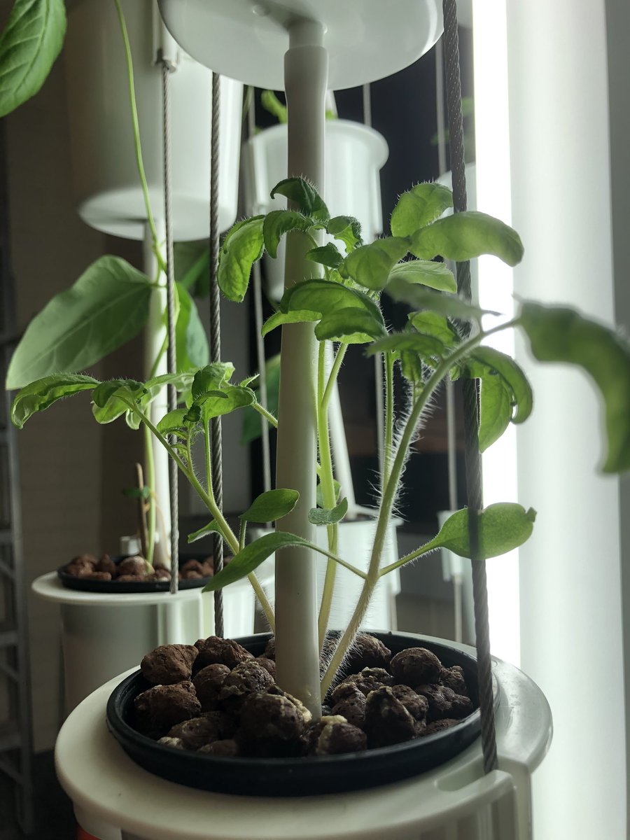 MsEccles's tweet photo. She’s so beautiful! 😍 Our seedlings have really taken off! It’s been so exciting to see them grow! @dsbn @Nutritower @PisekKelly @BradMayhew5 @powthorold @PoWThoroldPS @DSBNMakers https://t.co/T0HxF5BVIX