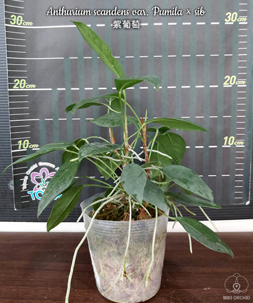 anthurium luxurians x Anthurium luxurians x radicans – Amazon Garden Thailand