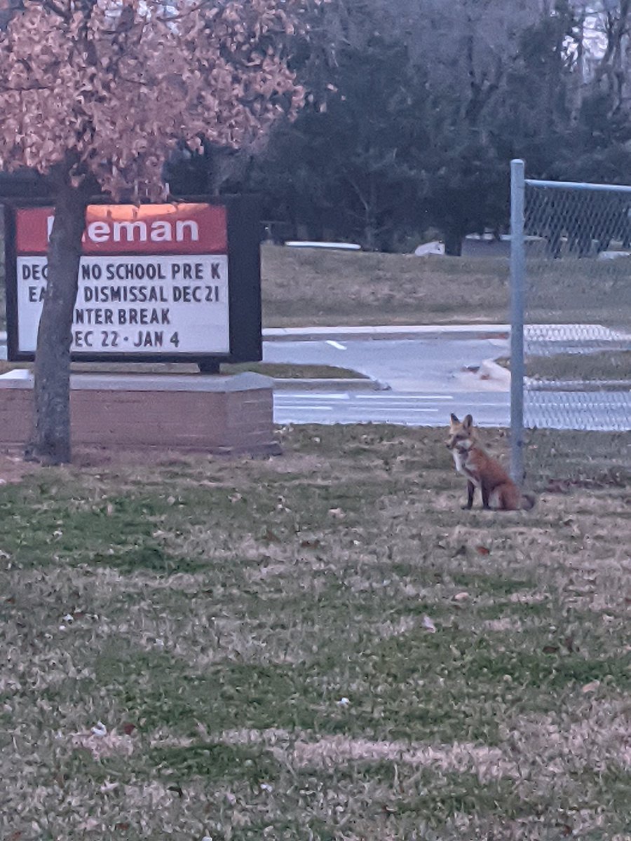 missdavidson512's tweet photo. I know I’ve already shared a photo similar to this before, but you guys. It happened again.  It’s a Nieman fox. *At Nieman.* ⁦@Nieman512⁩ 🦊 https://t.co/4zu1r3q52L