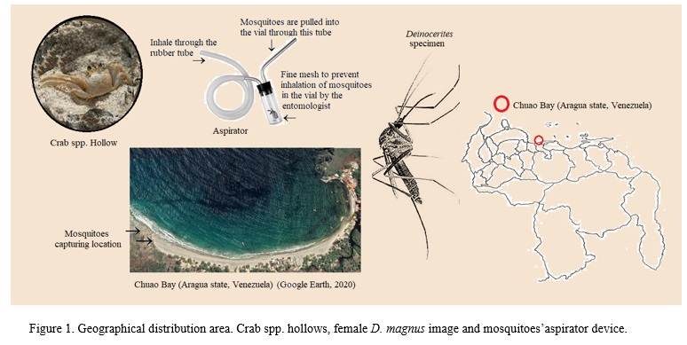 #2021 #V33 A brief note on the finding of specimens of crabhole mosquitoes (Deinocerites magnus Theobald, 1901) (Diptera: Culicidae) in #Chuao community, in the coast of #Aragua state (Bolivarian Republic of #Venezuela)
👉doi.org/10.5281/zenodo…