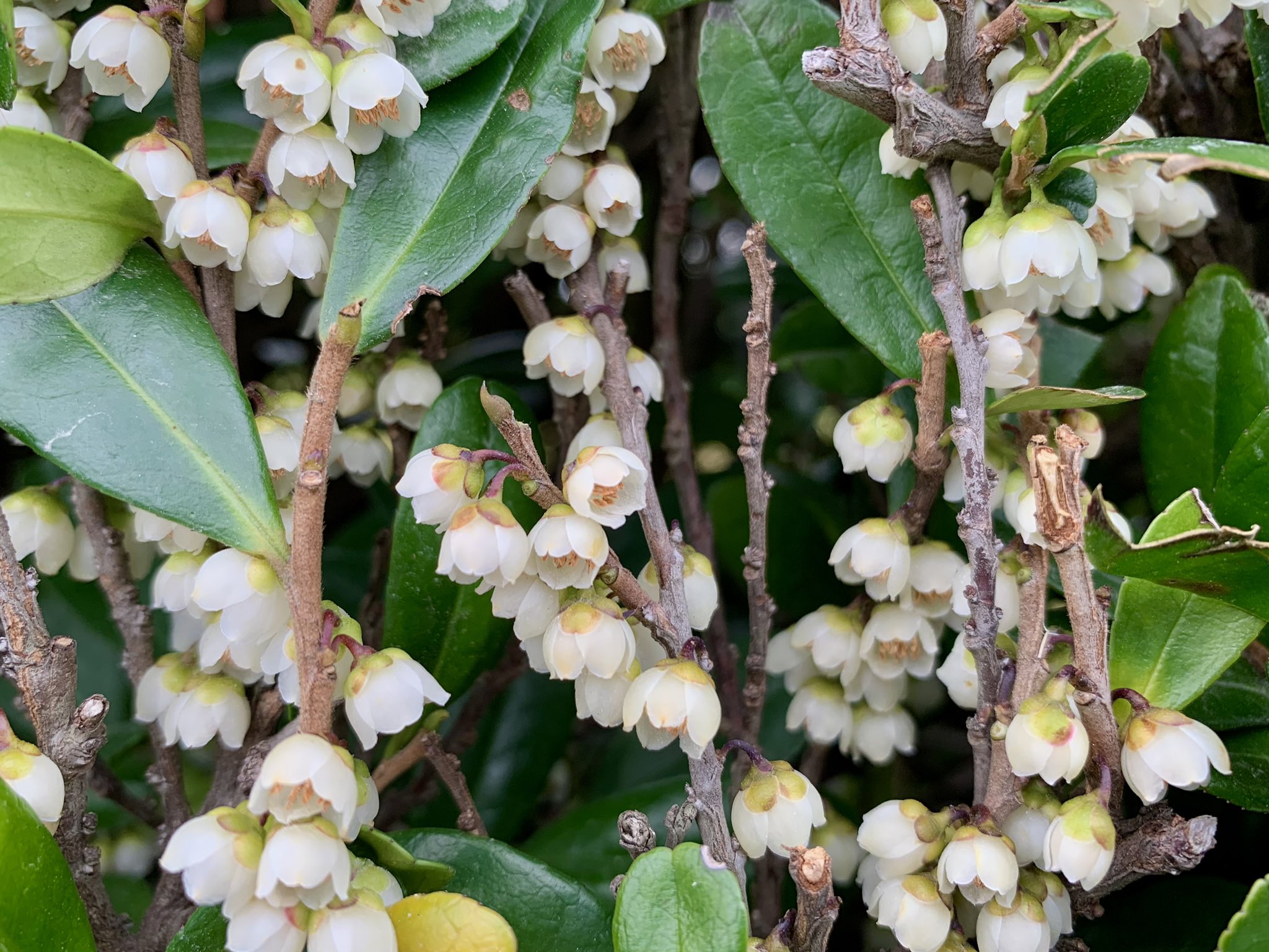 Cloudsailor 星羅の一日一花 ハマヒサカキ 浜姫榊 小さな白い五枚の花弁はツボ状に寄り添い下向きにつく 海岸に自生する常緑小高木 葉は厚く光沢があり先は丸い モッコク科ヒサカキ属 日本 台湾 朝鮮半島 中国に分布 Eurya Emarginata Cloudsailor 星羅の一日一花 ハマヒサカキ 浜姫榊 小さな白い五枚の花弁はツボ状に寄り添い下向きにつく 海岸に自生する常緑小高木 葉は厚く光沢があり先は丸い モッコク科ヒサカキ属 日本 台湾 朝鮮半島 中国に分布 Eurya Emarginata