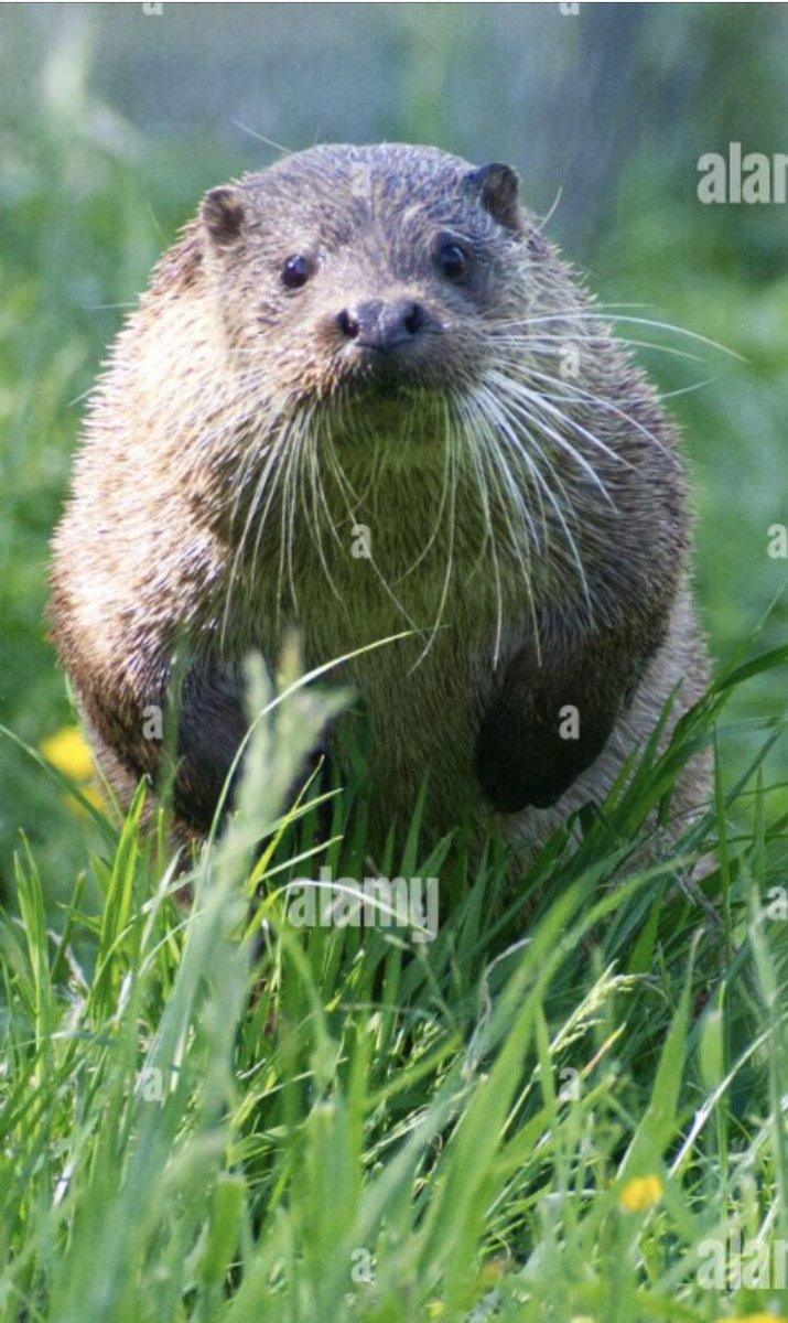 Congrats to Andre M. for completing 80 PACER laps today. He is the leader in the clubhouse, 2nd Block you’re up tomorrow! @OVJimAvery <a href="/SandraChicoine/">Otter Valley PE</a> <a href="/OVGUIDANCE05733/">OVCOUNSELING</a>