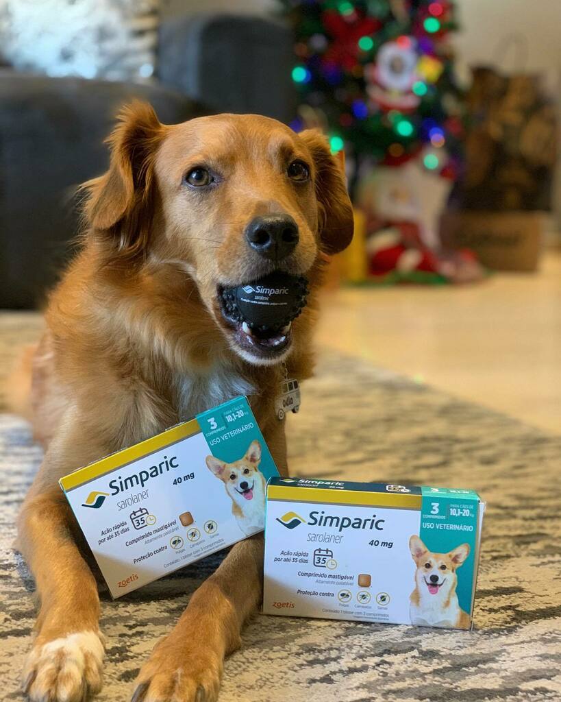 odinsrd's tweet photo. Eu sou um cão raiz, um tanto nutella, que passeia por todas as praças, converso com os cães e xaveco todas as dogatas, por isso preciso estar sempre com a minha saúde em dia, sem nenhum bichinho me atrapalhando.

E sabendo disso, a @cobasi , em parceria com a @zoetispetsbras… https://t.co/8hDlEML7Cf