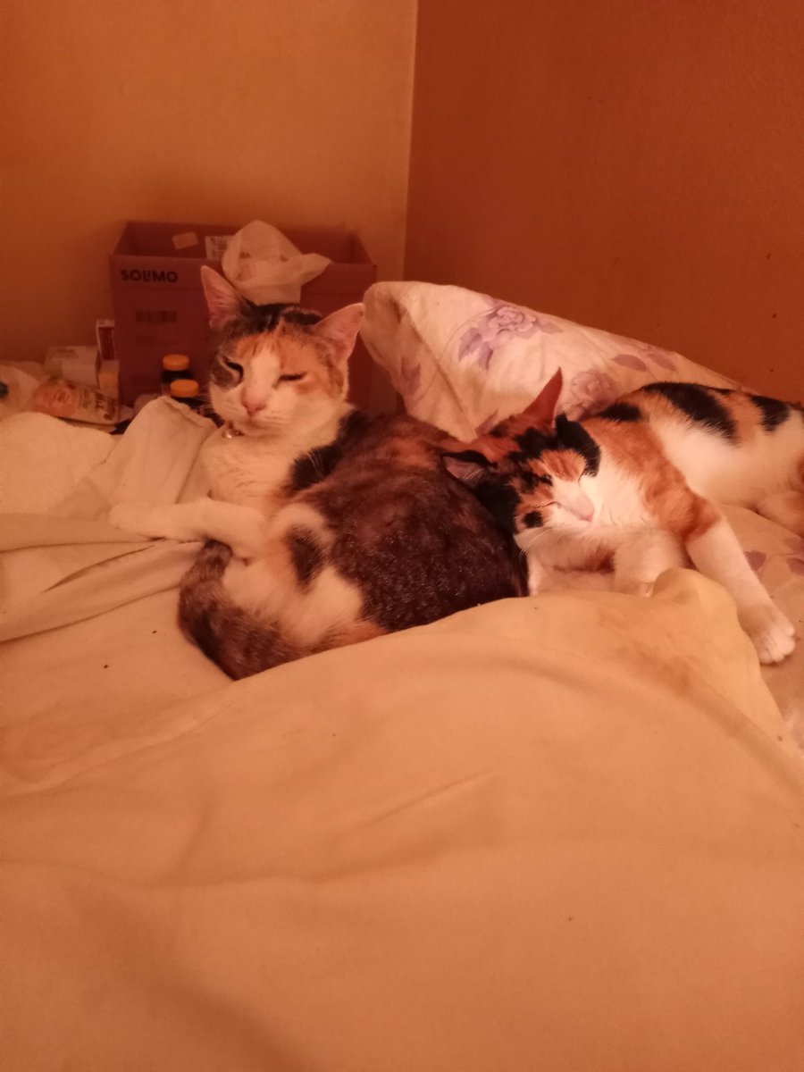 Calico gals.