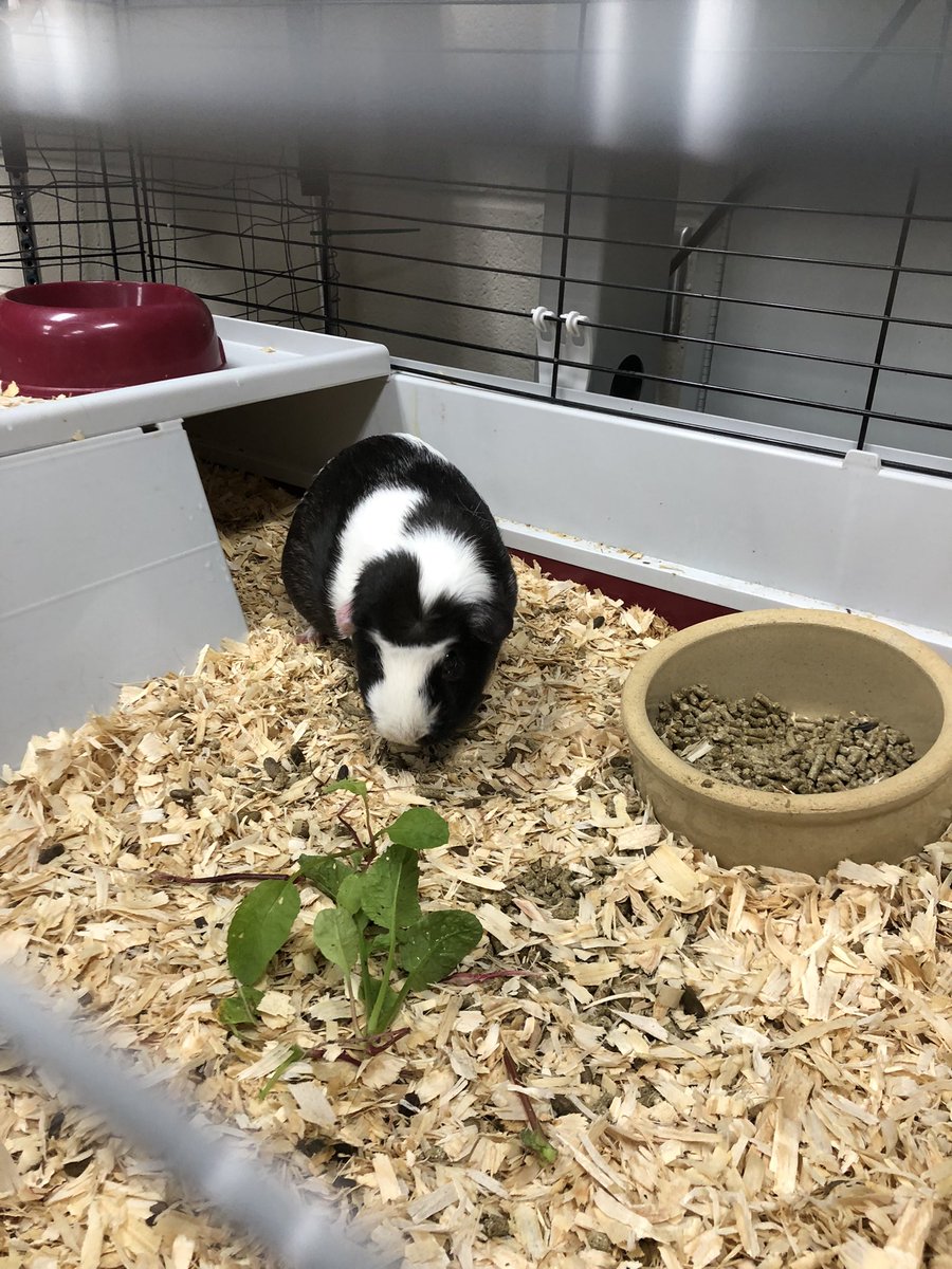 JowellScience tweet media