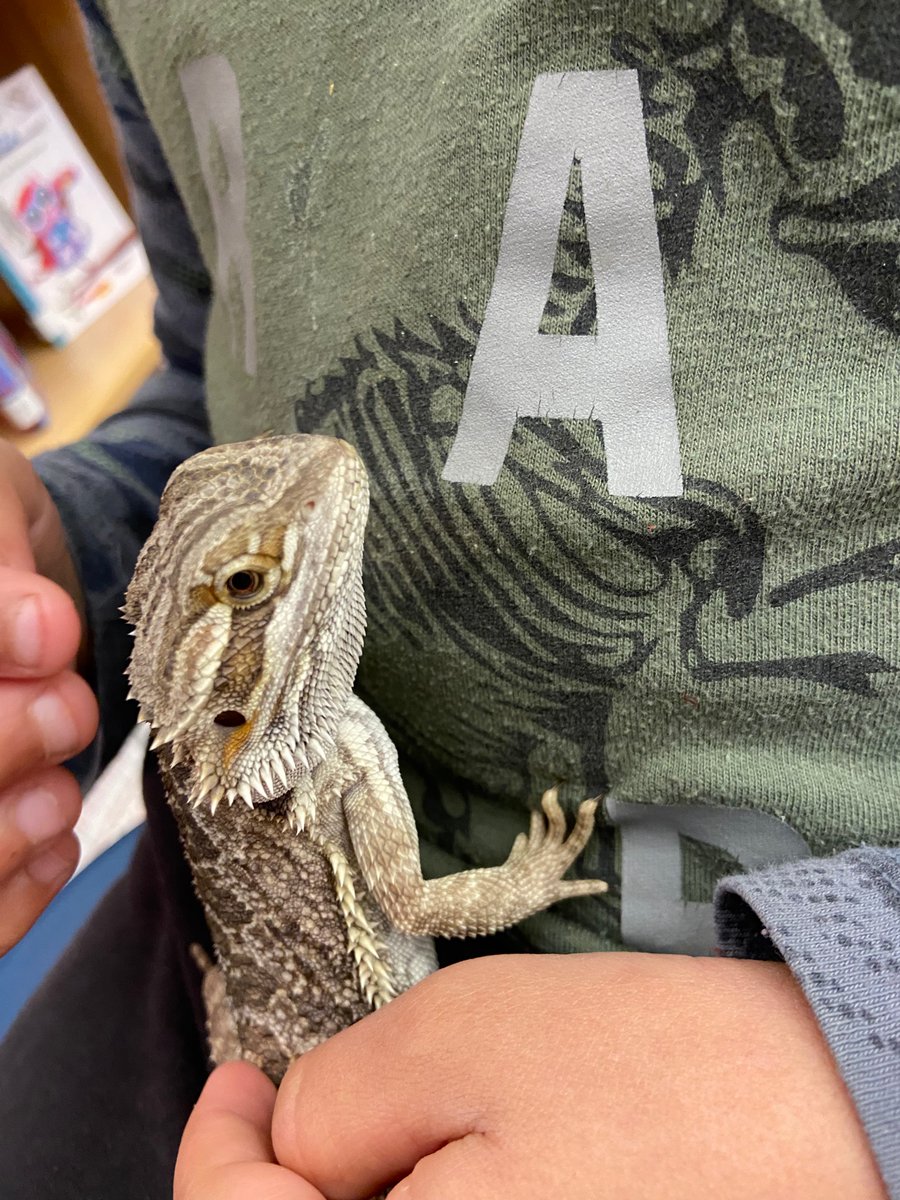 SpookTacoma's tweet photo. So much fun happening bearded dragon visits, ornament making and practicing our math skills!! #ccpsone #enonrocks https://t.co/gXJ3SqCJ5V