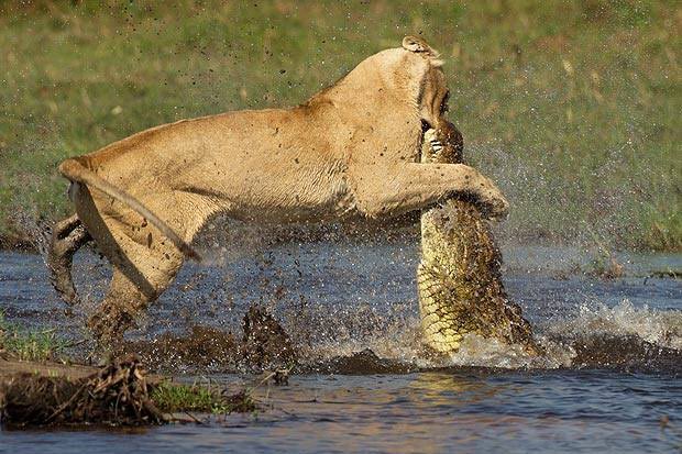 Схватка крокодилов. Нильский крокодил против Льва. Нильский крокодил против слона.