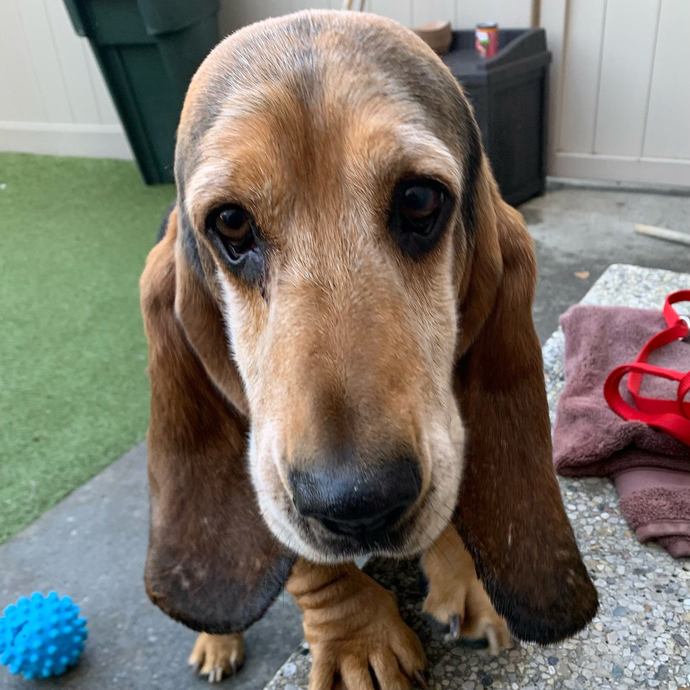 Are Hound Dogs Affectionate