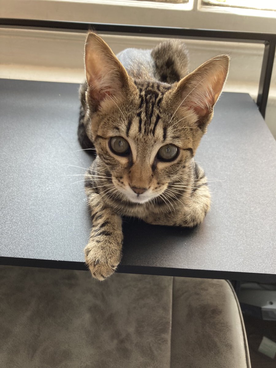 milothemenace21's tweet photo. Feeling cute today, what about you? #BlessedAndGrateful #FeelingGood #kitten https://t.co/3wC4ltTP4Q