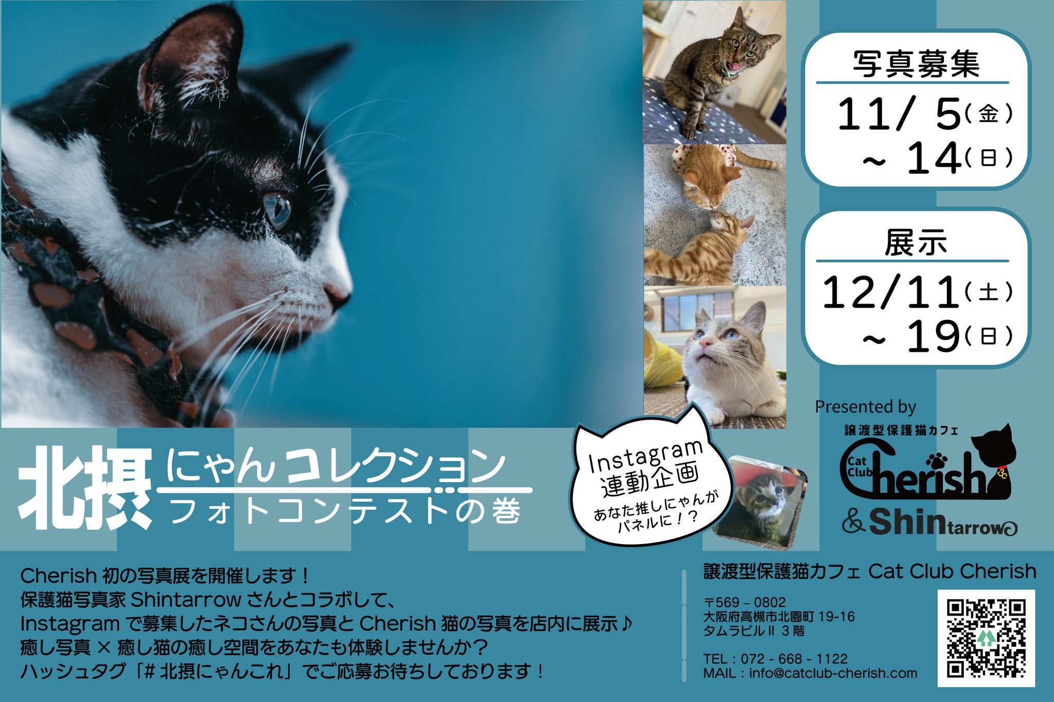 譲渡型保護猫カフェ Cat Club Cherish 北摂にゃんコレ 展示開始まで あと３日 猫たちもちょっとおめかしして準備中 ではなく いつも通り のんびりマッタリ過ごしています 会期中は最初15分無料 駅前の用事のついでに ぜひお立ち寄り