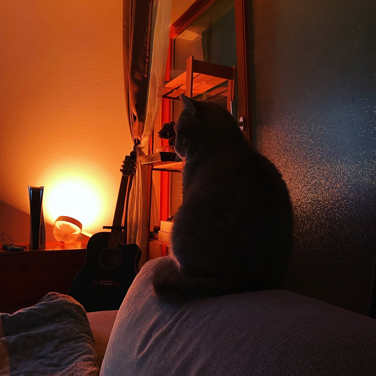 Dom Schott tweet media