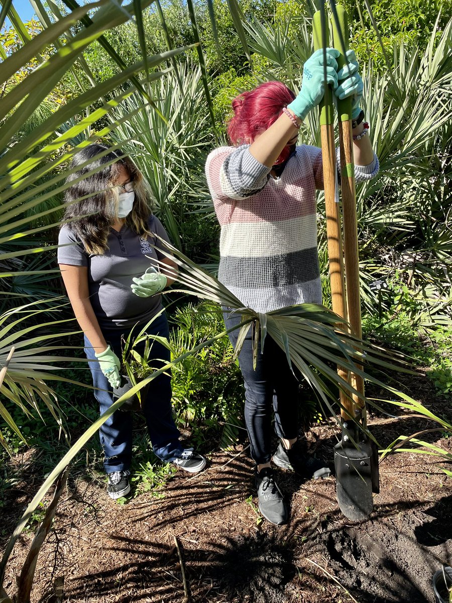 andrewkearns64's tweet photo. #Botany students planting Bletia purpurea (native pine pink orchids) in our @josemartimast #nativearboretum today, looking forward to February blooms! ππΏ @FairchildGarden @millionorchid @OrchidSTEMLab @OrchidMiami @flyingmonkey13 @fl_native_plant @DadeFNPS https://t.co/3r3T3n8M4w
