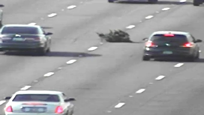 ArizonaDOT's tweet photo. O Christmas tree, O Christmas tree
You just fell off my SUV
O Christmas tree, O Christmas tree
I lost you on Loop 303
O Christmas tree, O Christmas tree
What will I tell my family?

Don't be a Scrooge and secure your tree so you don't create a hazard! https://t.co/4Te1ZXbQOI https://t.co/qidG9LRjxT