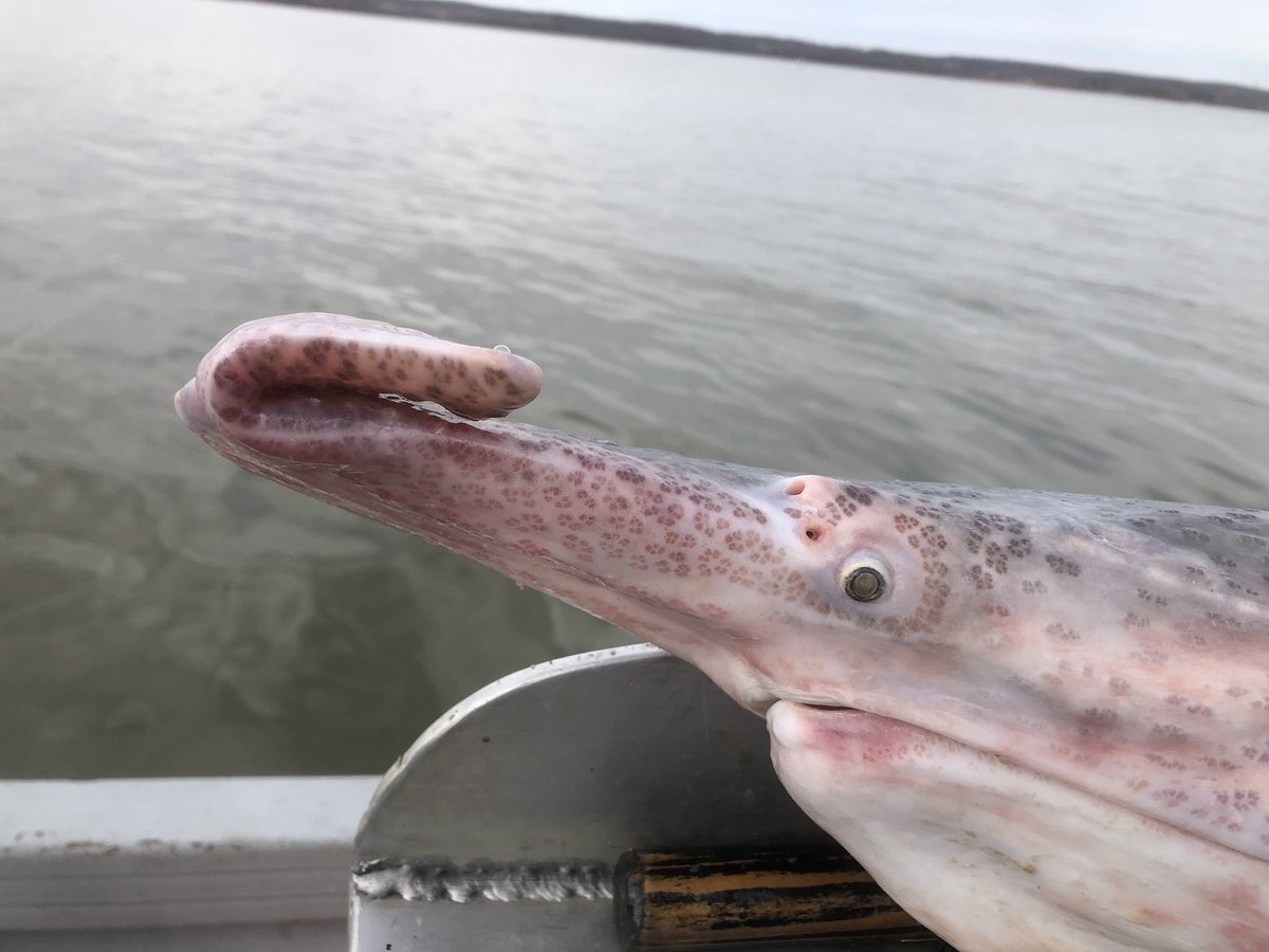 DirtyDog650's tweet image. Rostrum amputations like this are rare in Grand Lake, but more common in other stocks (incl downstream reservoirs). Often, dam passage causes this, but it’s more likely this #paddlefish was hit by a boat.