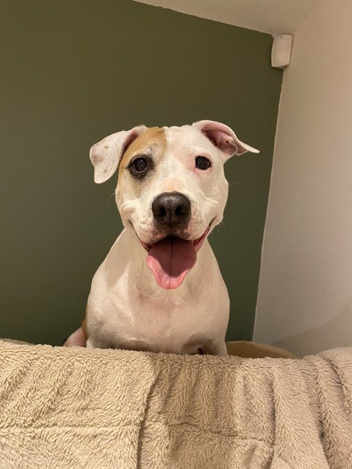 Tell me my lolapups is cute 🥰 xo https://t.co/4IiJyT8HOx