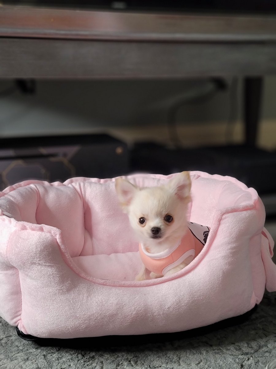 tinypetunias's tweet photo. Had my first check up today. Went well. Got a lil poke but nothing i can't handle 🥰 #puppy #dogtalk #Chihuahua https://t.co/L81pAIjp3n