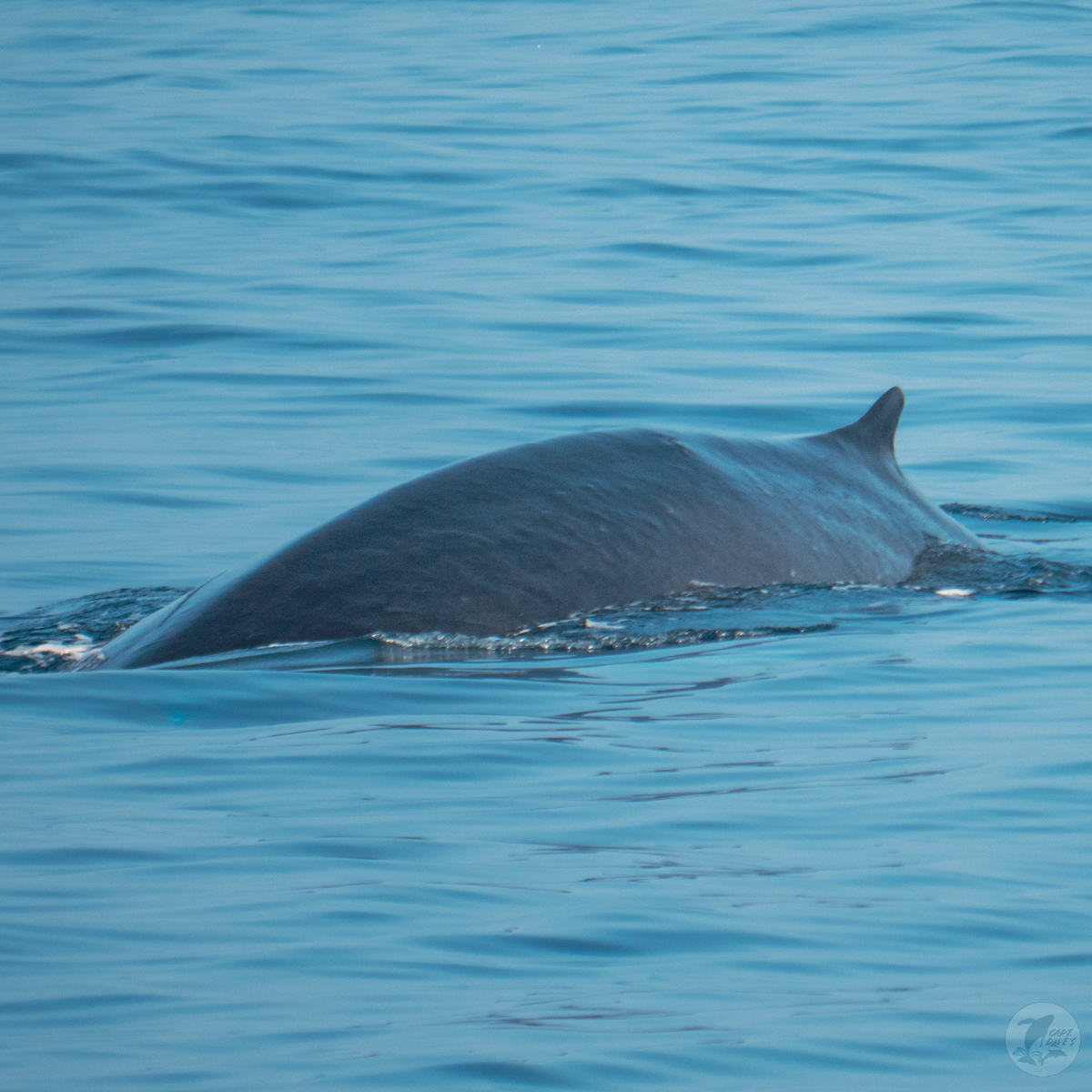 Questions like "when is the best time to see a whale?" come up often. With fin whales like this one seen year-round, along with several other species of whales (and dolphins), **anytime** is the "best time" to experience #whalewatching off #danapoint!

(📷: Stacie Fox 12.5.21)
