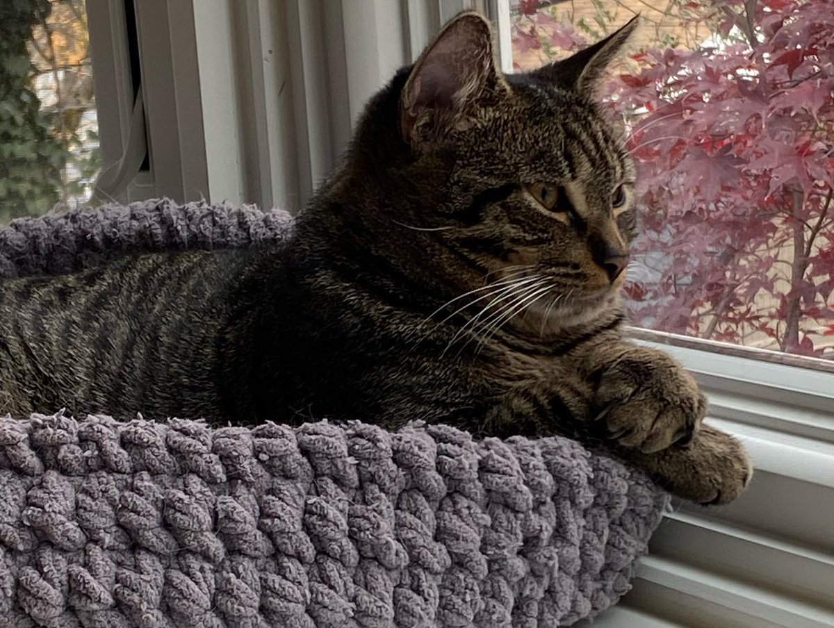Save the Date! Due to popular demand, we will be holding a KSC cat bed sale on Saturday, December 11 from 11am-4pm at Robcyns in Bradlee Shopping Center. The beds are handmade with love by our amazing volunteers and…

📸 instagram.com/p/CXMTQSVrp0L/ via tweet.photo