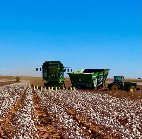 Another extraordinary look at the impressive #Armor9371B3XF plot on Shannon Patton (Brownfield Farmers Coop.) This plot--in Tokio, Texas--was the last of the area's Armor plots to see harvest. #Armor9371 #ArmorCotton #StartStrong