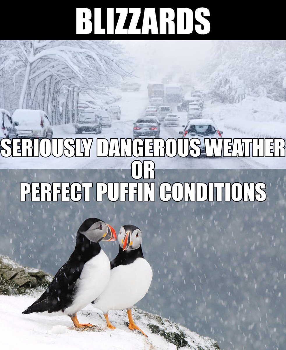 Puffins MLE (@puffinsmle) on Twitter photo The <a href="/BlizzardMLE/">Blizzard MLE</a> might intimidate the rest of the league, but here in the Arctic Division we consider it a nice vacation from the heat of the rest of the league schedule. Think we'll go relax in the snow after we take our wins this week. The <a href="/BlizzardMLE/">Blizzard MLE</a> might intimidate the rest of the league, but here in the Arctic Division we consider it a nice vacation from the heat of the rest of the league schedule. Think we'll go relax in the snow after we take our wins this week.