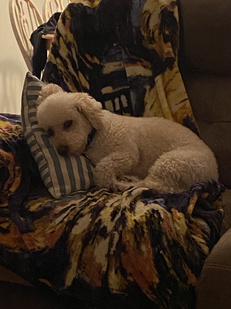 DantiaOfficial's tweet photo. @chelseaperetti #Lorenzo 😍 https://t.co/uZwTzgN0Tc