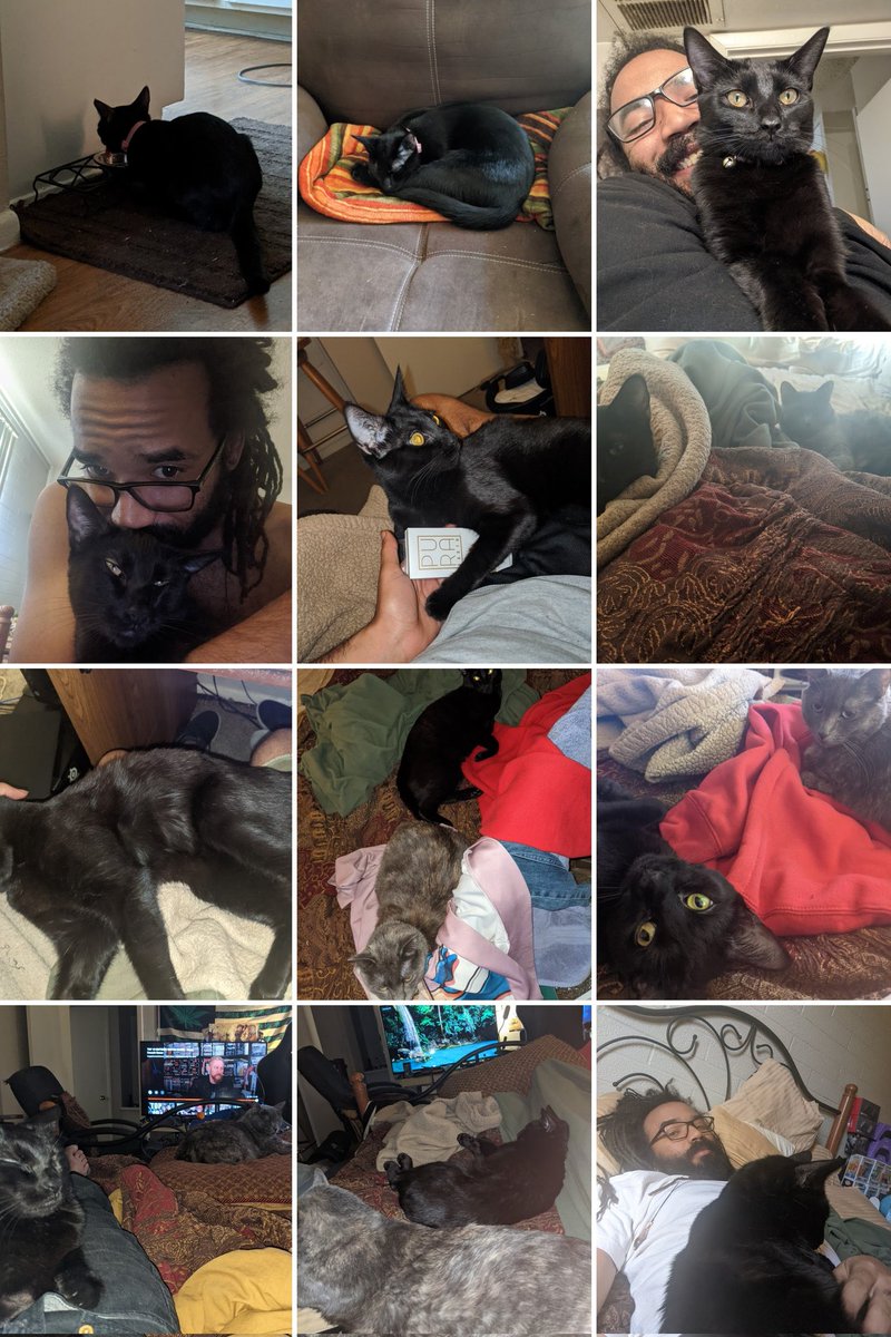 SQUiDzzzGAMING's tweet photo. It's been a nice year with Zona! @GoogleStadia @amazonluna @Xbox #gamercat #cat #bombaycat #cloudkitty #stadiacat #lunacat #xboxcat wowie what a wild ride! Oh and some Posie action!! Hope everyone is having a great day! https://t.co/Zu76BRCzXH