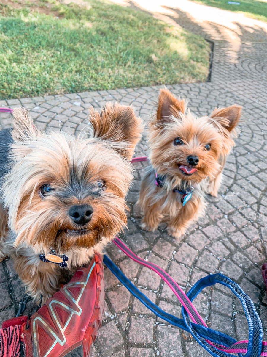 acrazzything's tweet photo. El Chewie y la Oli la tienen clara #pewosxboric #AnimalitosxBoric 🌳🌳🌳🌳🌳 https://t.co/UpMY9NSERa