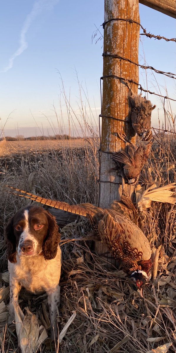 GMittyBalltown's tweet photo. Gerty’s first quail. #HuntIowa https://t.co/YD6FJu06Ul