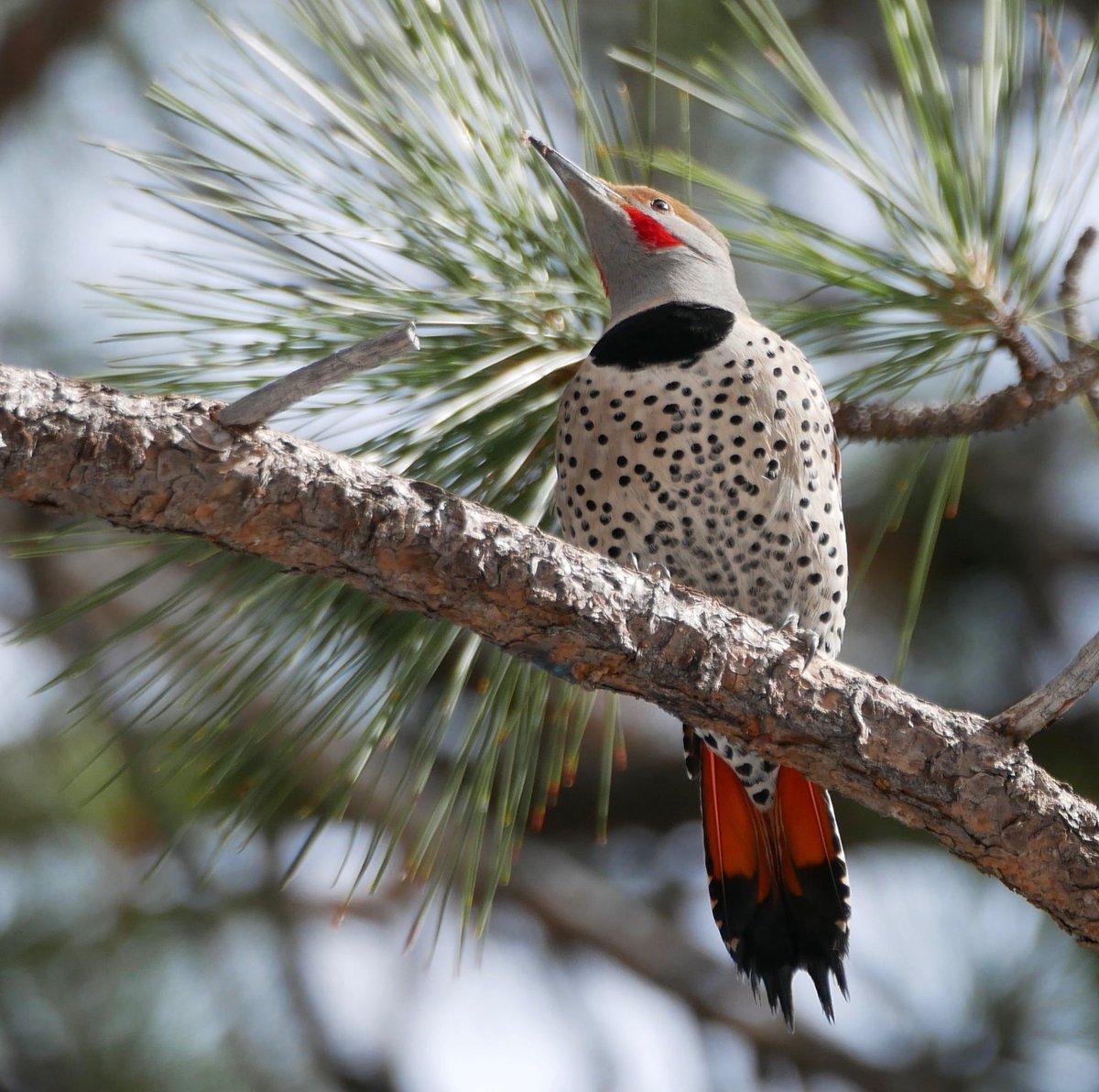 Barbara Coll tweet media